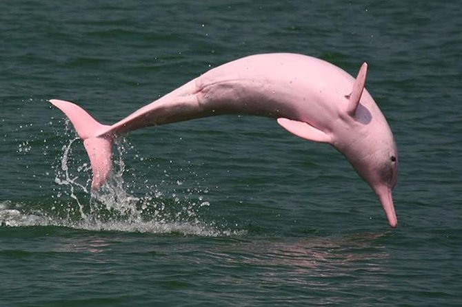 Pink Dolphin Spotting & Snorkelling Day Tour - Cancellation Policy