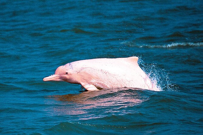 Pink Dolphin Spotting Tour by Speedboat From Koh Samui - Reviews and Ratings