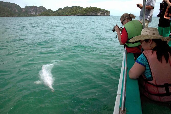 Pink Dolphin Spotting Tour by Speedboat From Koh Samui - Directions and Departure Location