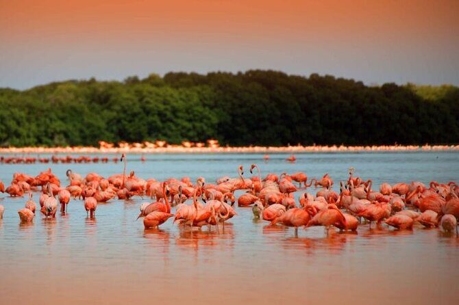 Pink Lake Lagoon and Rio Lagartos Tour from Playa del Carmen - Good To Know