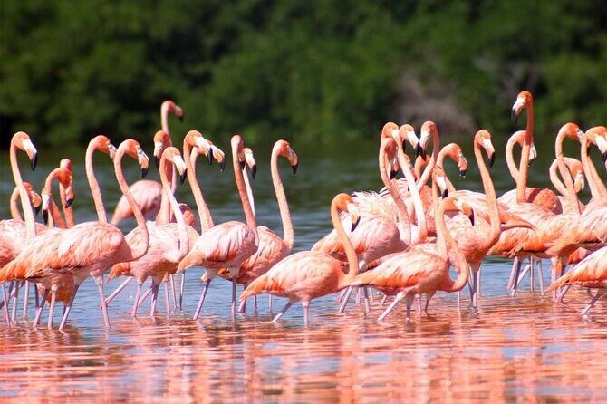 Pink Lake Lagoon and Rio Lagartos Tour from Playa del Carmen - FAQ