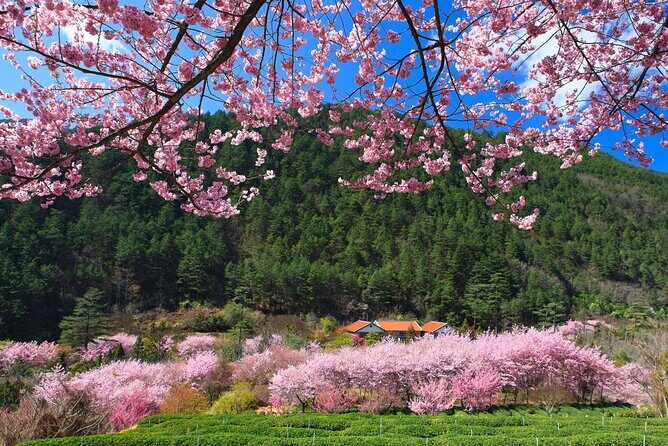 Pink Spring: Wuling Farm Cherry Blossom One-day Tour from Ximen - Exploring the Wuling Farm Cherry Blossom Tour in Detail  