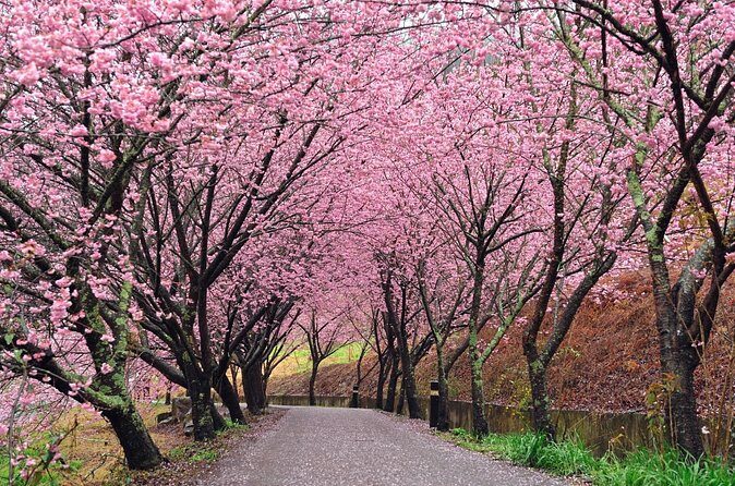 Pink Spring: Wuling Farm Cherry Blossom One-day Tour from Ximen - Final Thoughts  