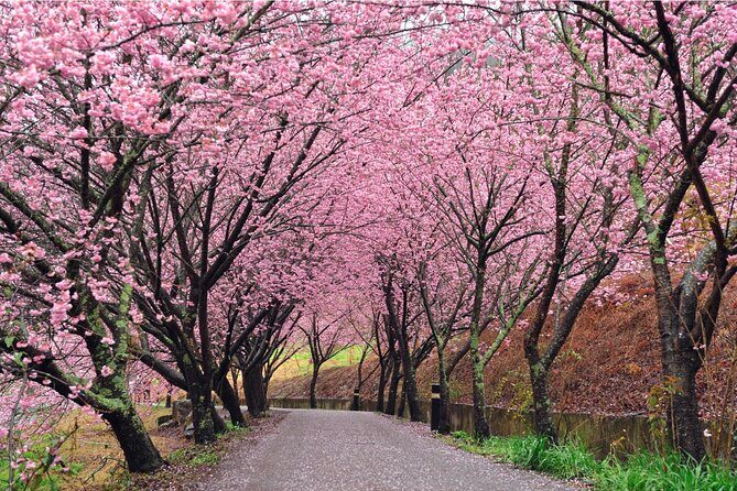 Pink Spring: Wuling Farm Cherry Blossom One-day Tour from Ximen - Good To Know