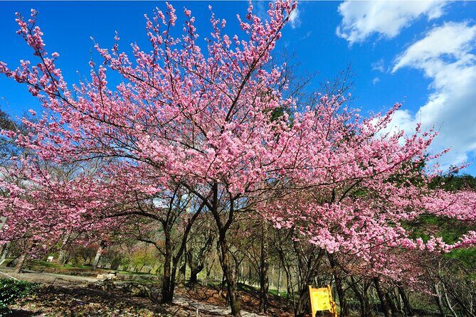 Pink Spring: Wuling Farm Cherry Blossom One-day Tour from Ximen - An Introduction to the Experience