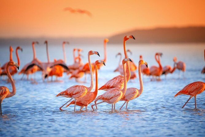 Pink Waters of Las Coloradas, Pink Flamingos and Colonial City of Valladolid, - An In-Depth Look at the Tour