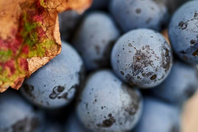 Pinnacles and Swan Valley Day Tour - Final Words