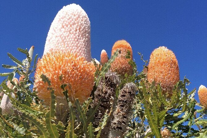 Pinnacles and Swan Valley Day Tour - FAQs