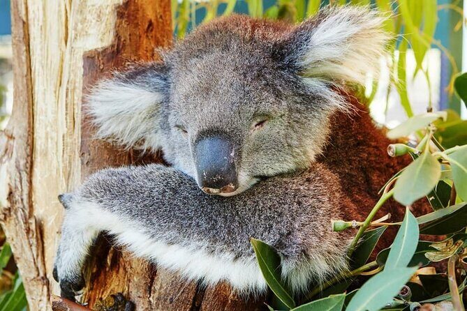 Pinnacles Day Tour - A Deep Dive into the Itinerary