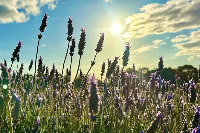 Pinnacles Lobster Lavender Small Group Day Tour From Perth - Pricing and Options