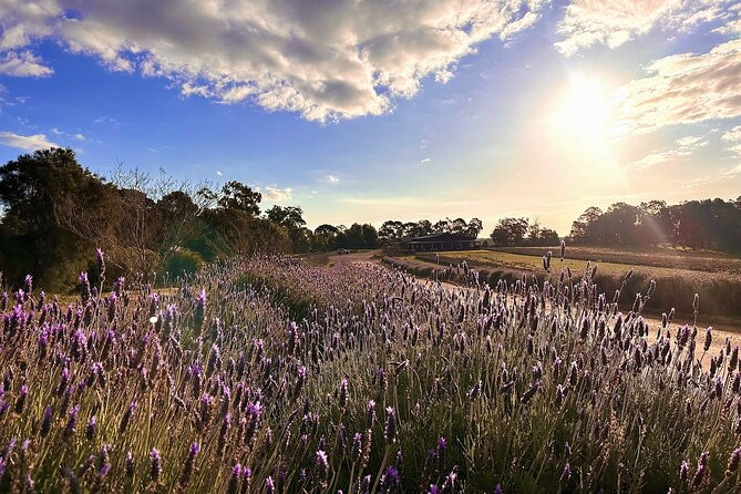Pinnacles Lobster Lavender Small Group Day Tour From Perth - Inclusions and Exclusions