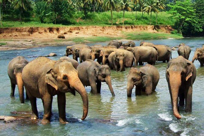 Pinnawala and Kandy Day Tour from Colombo or Negombo - Exploring the Pinnawala and Kandy Day Tour from Colombo or Negombo