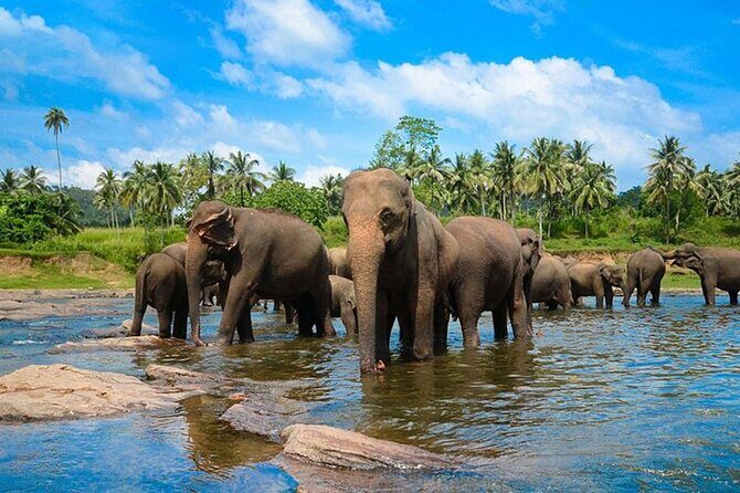 Pinnawala and Kandy Day Tour from Colombo or Negombo - Who Should Consider This Tour?