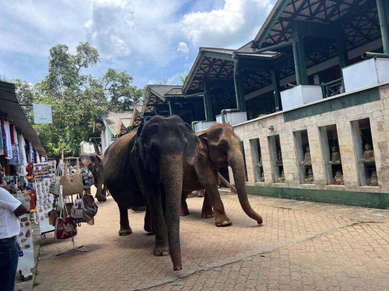 Pinnawala Day Tour from Kandy (Private tour ) - Insights from Travelers