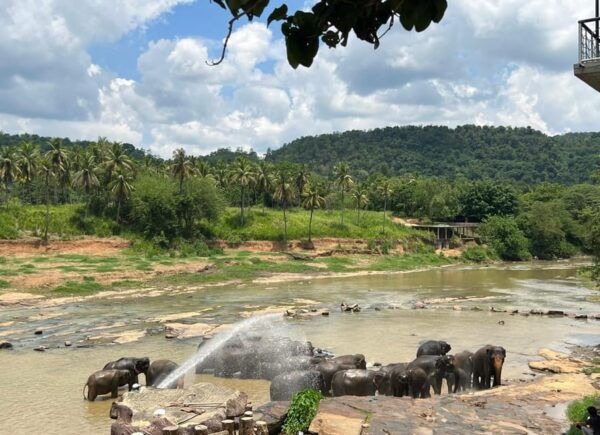 Pinnawala Day Tour From Kandy (Private Tour ) - What to Expect on the Tour