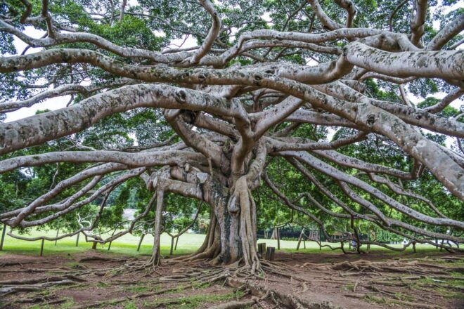 Pinnawala & Kandy Day Tour From Negombo - Iragama Tea Factory