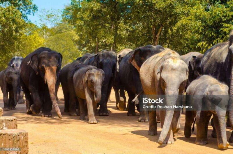 Pinnawala,Kandy Day Tour from Colombo/Negombo - The Sacred Tooth Relic: Sri Dalada Maligawa