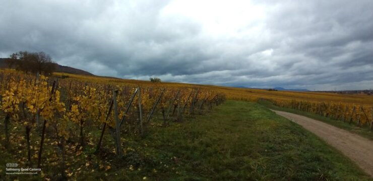 Pinot Noir in Baden-Württemberg. - History and Importance of Pinot Noir