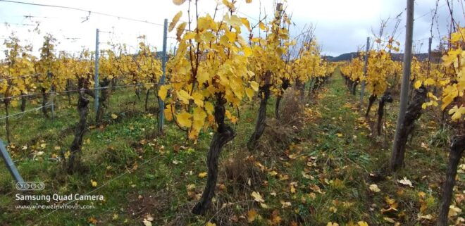 Pinot Noir in Baden-Württemberg. - Best Food Pairings for Baden-Württemberg Pinot Noir