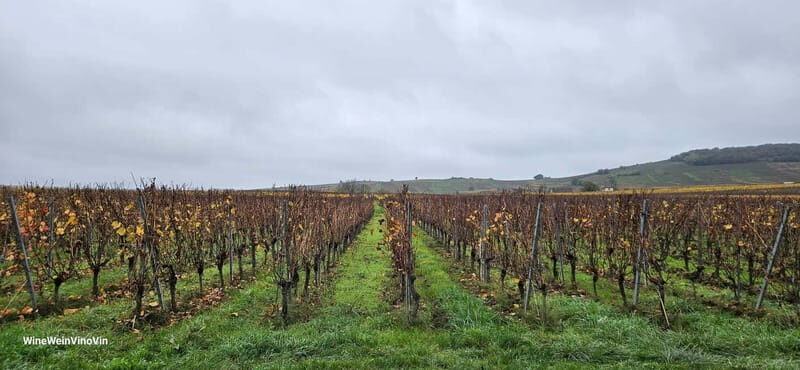 Pinot Noir & Pinot Wine Tour to Baden-Württemberg - An In-Depth Look at the Baden-Württemberg Pinot Experience