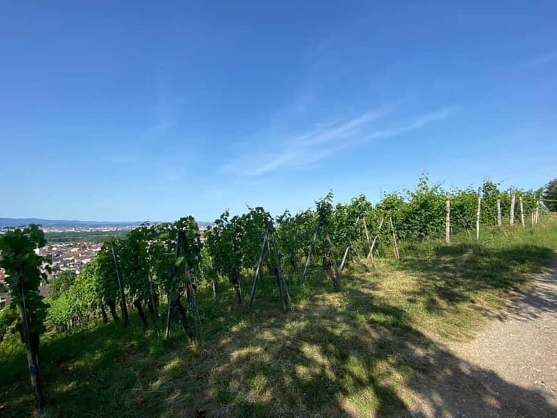 Pinot Noir & Pinot Wine Tour to Baden-Württemberg - FAQ