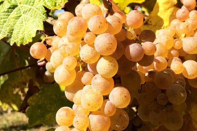 Pinot Noir & Pinot Wine Tour to Baden-Württemberg - Baden-Württemberg: A Wine Lovers Paradise