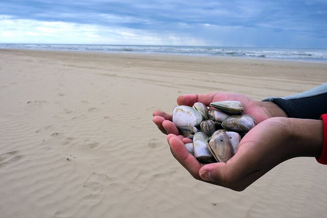 Pipi Catching and Cooking Experience in Goolwa - Whats Included