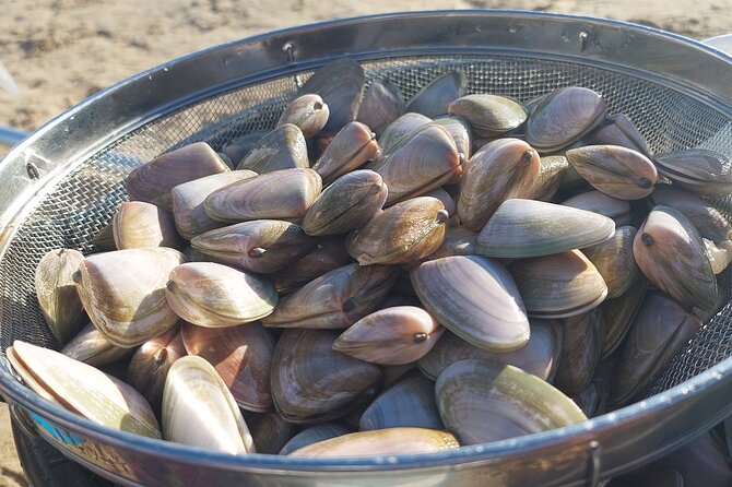 Pipi Catching and Cooking Experience in Goolwa - Common Questions