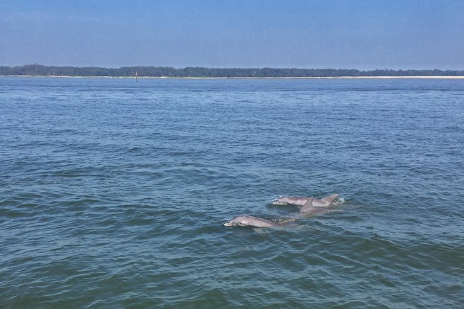 Pirate Ship Dolphin Tour - Common Questions