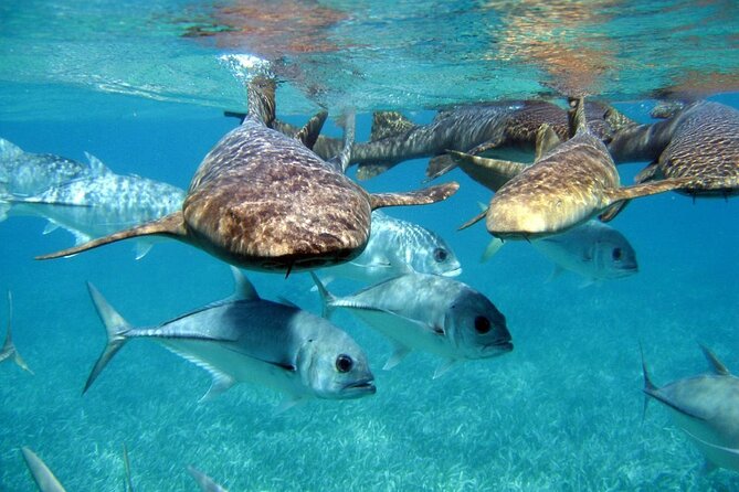 Pirates of the Caribbean Cruise- Snorkel, Sharks & Stingrays - Pricing and Duration