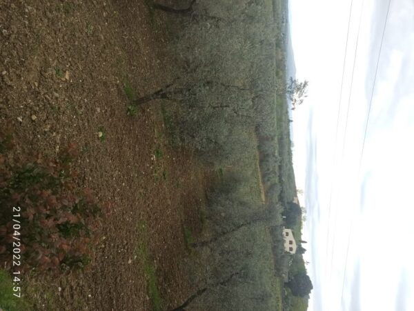 Pisa and Florence Private Shore Excursions From Livorno - Booking and Cancellation Policy