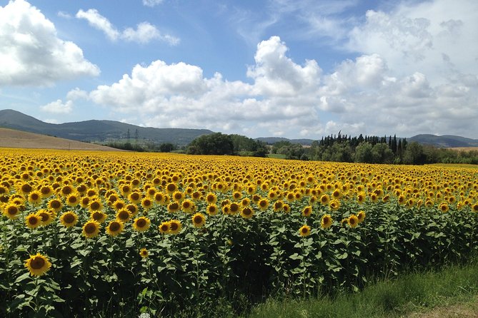 Pisa and San Gimignano Tour From Florence - Customer Reviews and Ratings