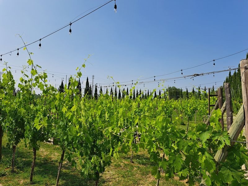 Pisa, Siena, San Gimignano with Lunch & Winery Experience - Is the price worth it?