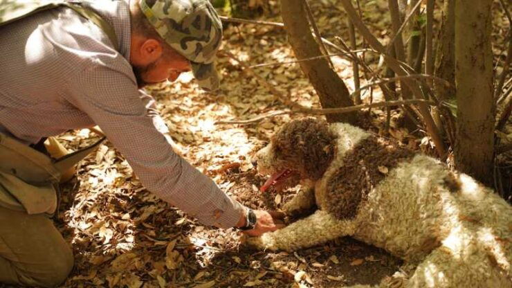 Pisa: Truffle Hunting in Tuscany With Tasting and Lunch - Good To Know