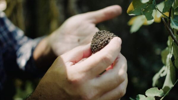 Pisa: Truffle Hunting in Tuscany With Tasting and Lunch - Frequently Asked Questions