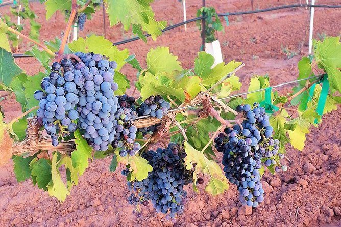 PistachioLand Farm Tour - Additional Information About the Tour