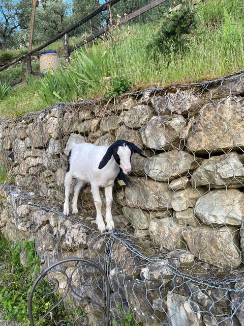 PISTOIA: TUSCAN COOKING CLASS IN A FARM + LUNCH - Good To Know