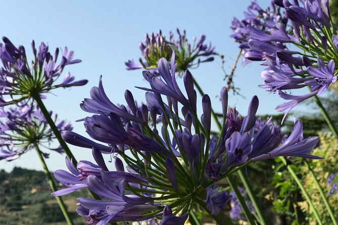 Pitti Palace, Boboli and Bardini Gardens Tour With a Local Guide - Common Questions