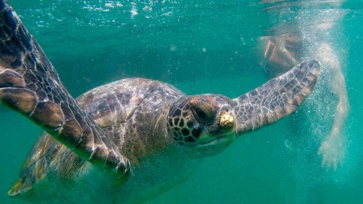 Piura: Adventure in Mancora With Underwater Turtle Encounter - Activity Details