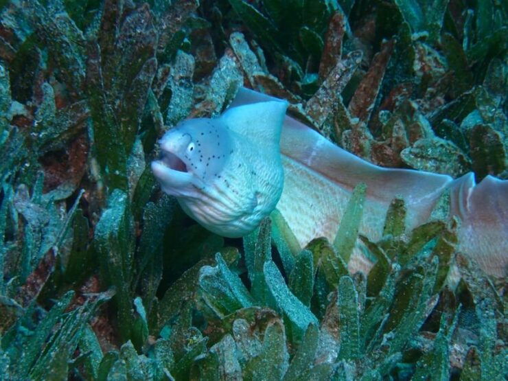Pivate Scuba Diving in the Red Sea of Aqaba - Experience Details