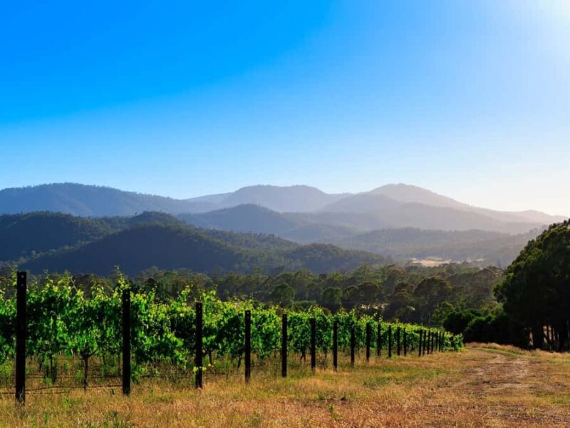 Pizzini Wines: Italian Wine Tasting and Picnic Experience - Good To Know