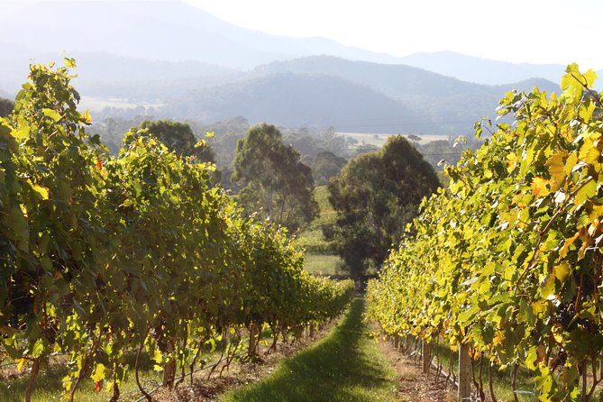 Pizzini Wines King Valley Esperienza - Private Wine Tasting & Grazing Plate - Package Details