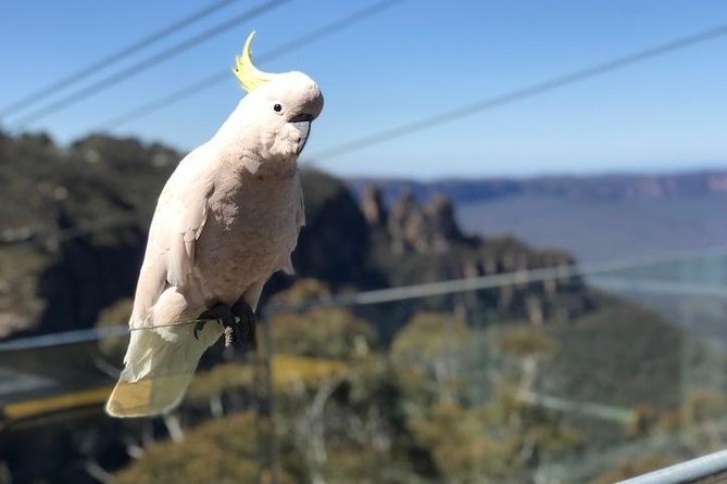 PJ Blue Mountains Supreme (Small Group MAX81) - Tour Overview and Highlights
