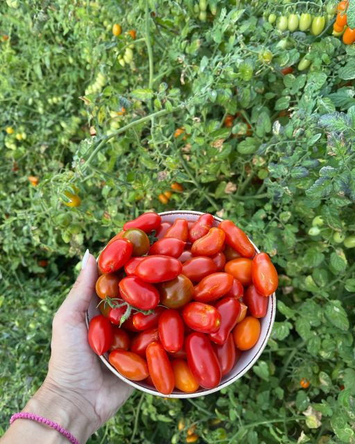 Plakias: Engaging With Cretan Earth - Activity Details