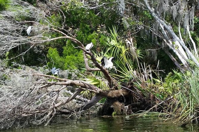 Plantations Kings Bay Scenic Cruise - Overview and Experience