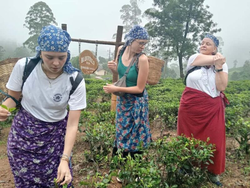 Plantations Tuk-Tuk Tour in Nuwara Eliya - What to Expect from the Plantations Tuk-Tuk Tour in Nuwara Eliya