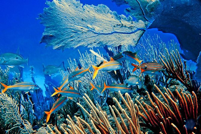 Platinum Catalina Island and Chavon River - Tour Overview