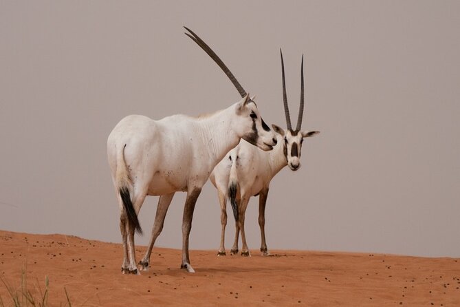 Platinum Conservation Drive & Breakfast at Al Maha Private & Sharing - Common Questions