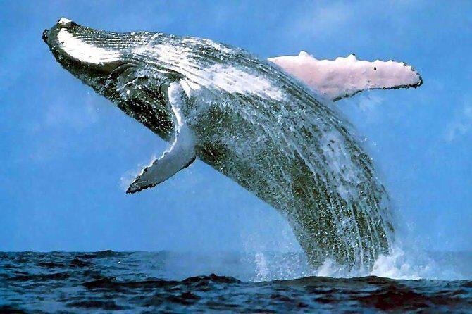 Platinum Whale Sightseeing and Cayo Levantado Island Tour - Good To Know
