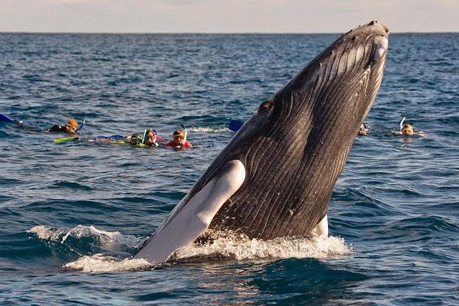Platinum Whale Sightseeing and Cayo Levantado Island Tour - What to Expect from the Tour